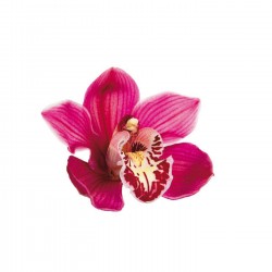 Wycinak płatek orchidei